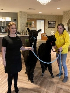 residents getting visited from alpacas