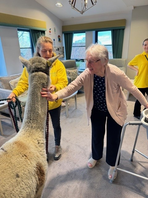 residents spending time with alpacas