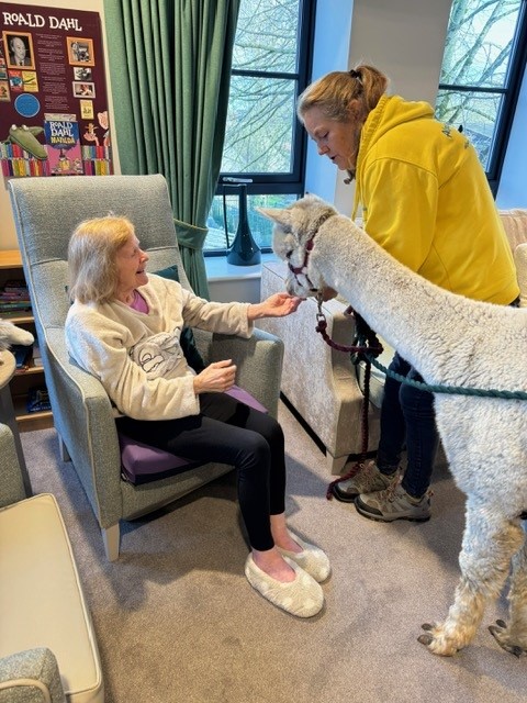 alpacas with residents