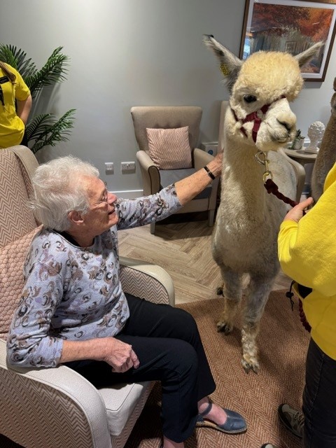 alpacas visiting residents