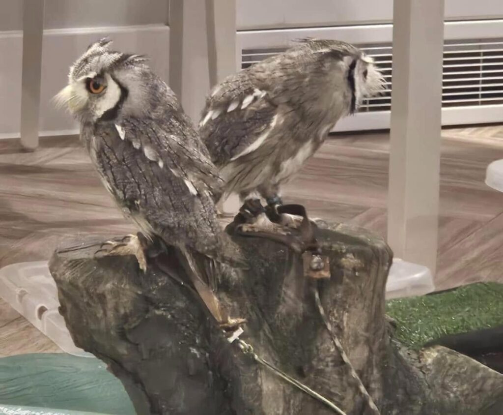 two owls together on wooden perch