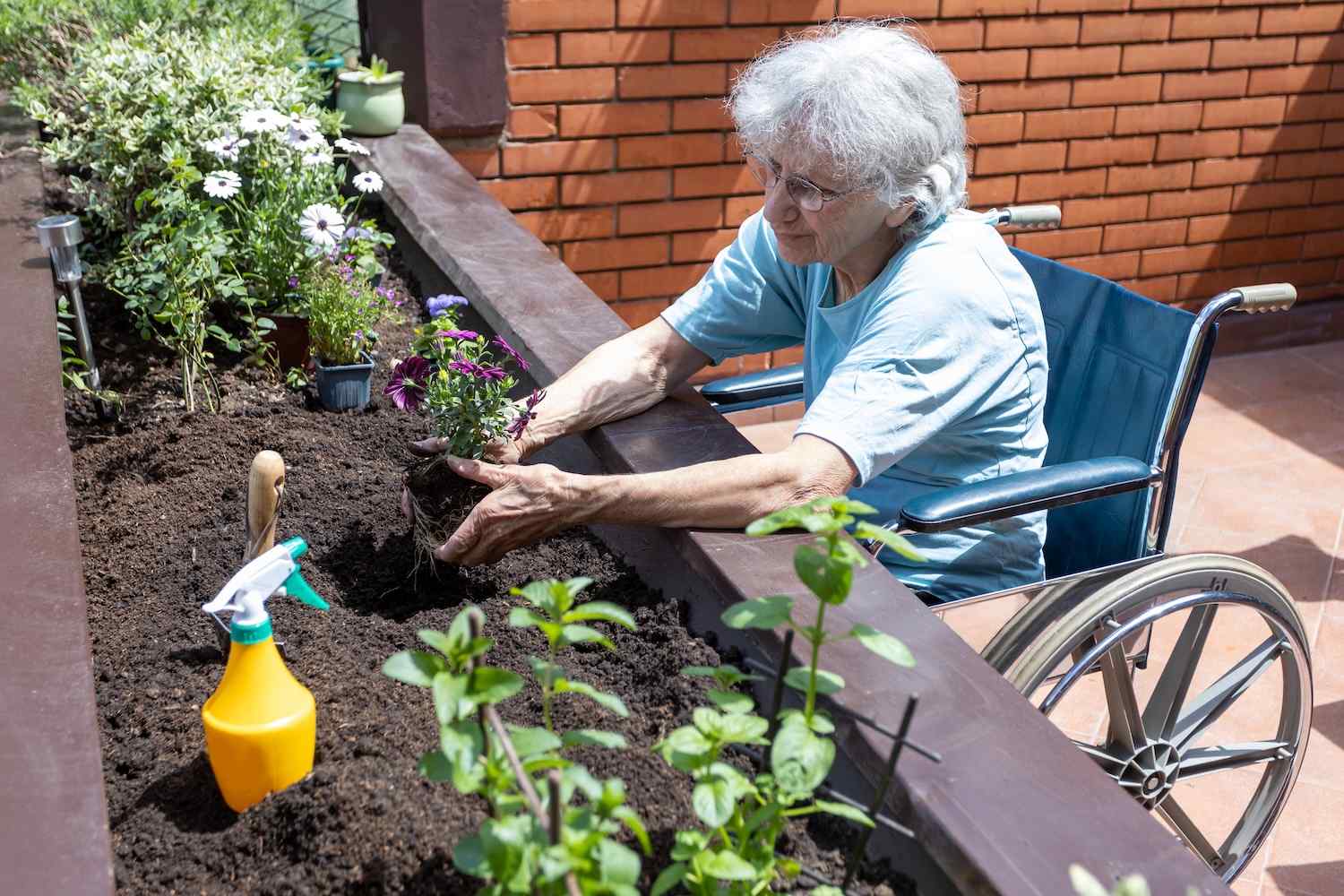 female resident in wheelchair planting a flower in a raised planter