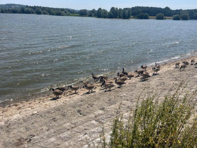 ducks